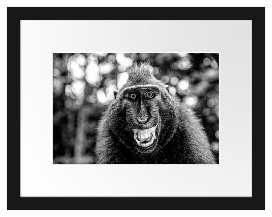 Lustiger Affe lacht mit offenem Maul, Monochrome Passepartout Rechteckig 30