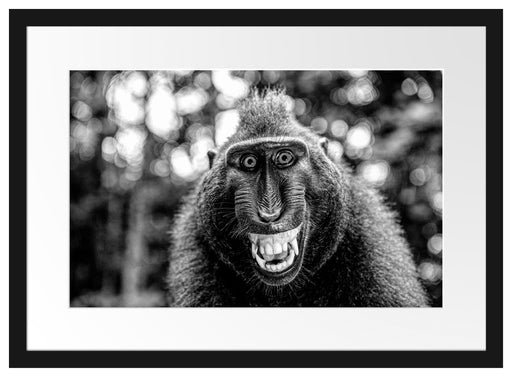 Lustiger Affe lacht mit offenem Maul, Monochrome Passepartout Rechteckig 40