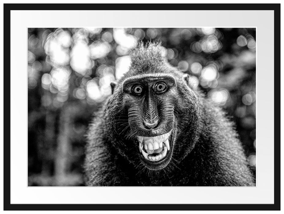Lustiger Affe lacht mit offenem Maul, Monochrome Passepartout Rechteckig 80