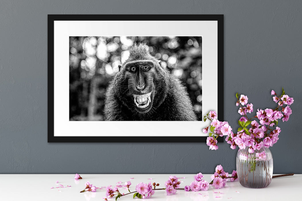 Lustiger Affe lacht mit offenem Maul, Monochrome Passepartout Detail Rechteckig