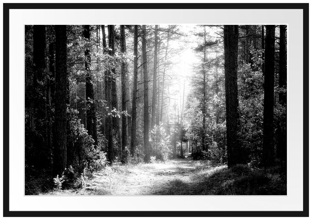 Sonnige Lichtung im Herbstwald, Monochrome Passepartout Rechteckig 100