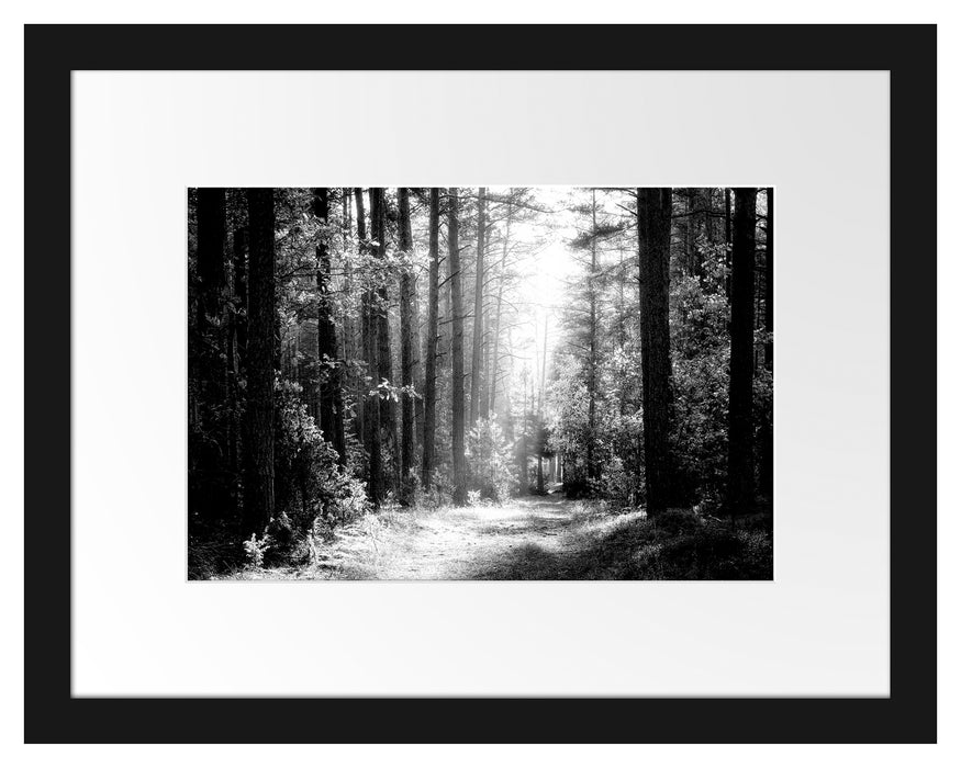 Pixxprint Sonnige Lichtung im Herbstwald, Monochrome, im Galerie-Passepartout Bilderrahmen