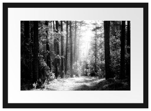 Sonnige Lichtung im Herbstwald, Monochrome Passepartout Rechteckig 40