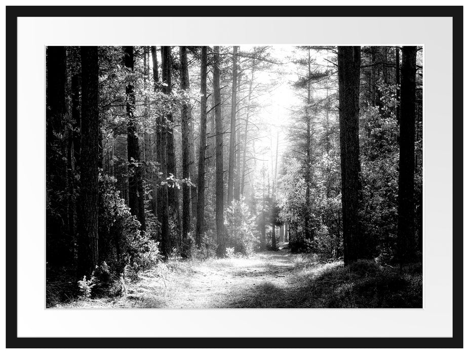 Sonnige Lichtung im Herbstwald, Monochrome Passepartout Rechteckig 80