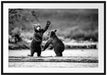 Junge Braunbären spielen am Fluss, Monochrome Passepartout Rechteckig 100
