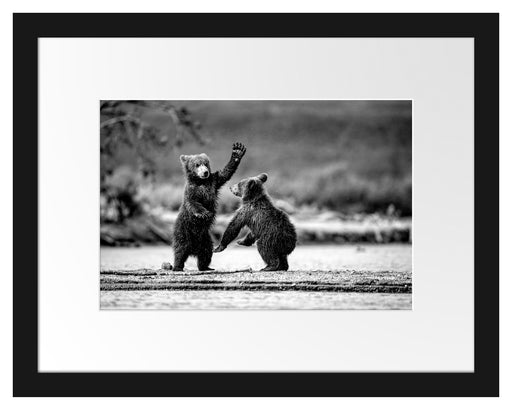 Junge Braunbären spielen am Fluss, Monochrome Passepartout Rechteckig 30