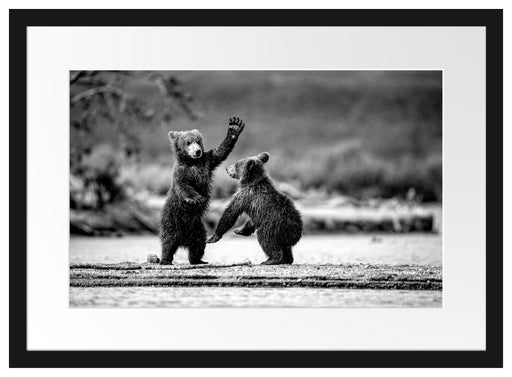 Junge Braunbären spielen am Fluss, Monochrome Passepartout Rechteckig 40