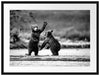 Junge Braunbären spielen am Fluss, Monochrome Passepartout Rechteckig 80
