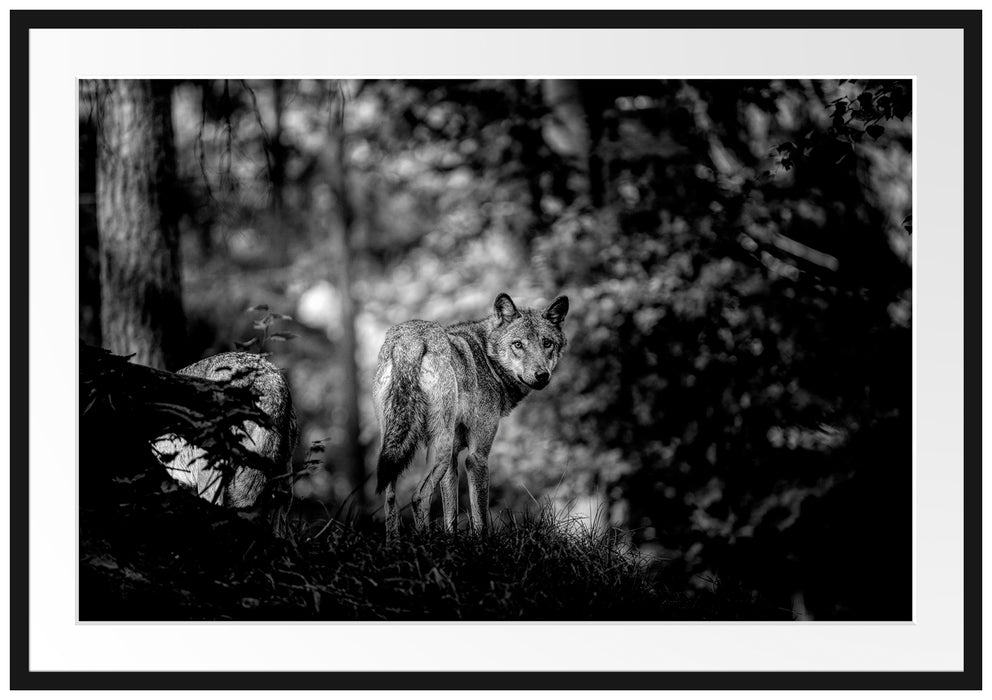 Ängstlicher Wolf im Wald, Monochrome Passepartout Rechteckig 100