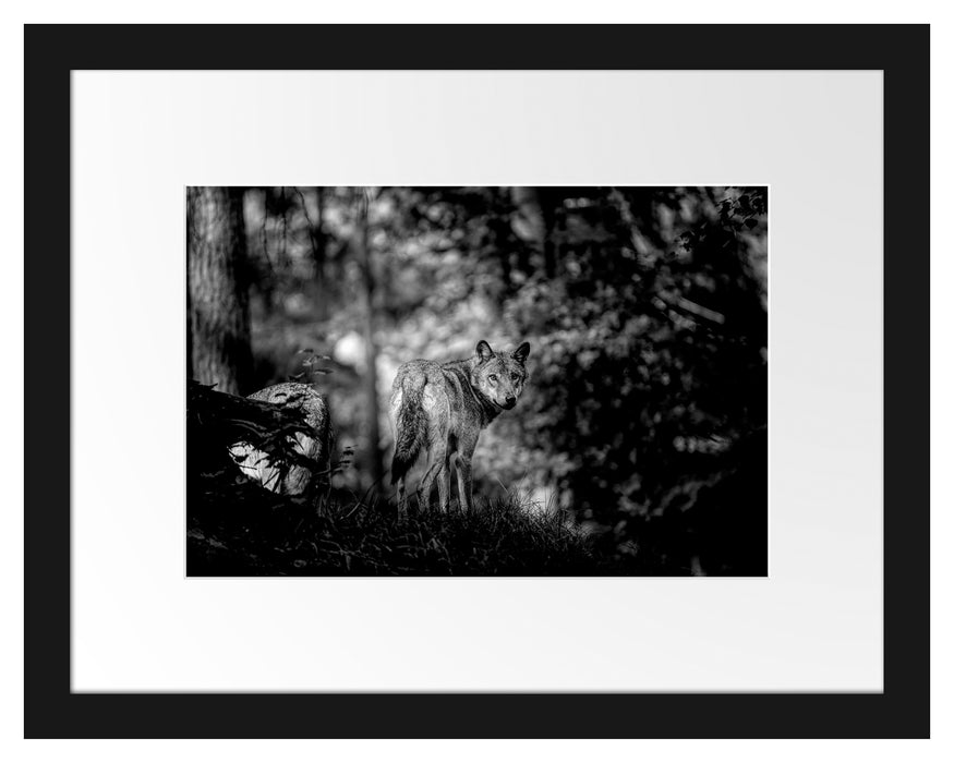 Pixxprint Ängstlicher Wolf im Wald, Monochrome, im Galerie-Passepartout Bilderrahmen
