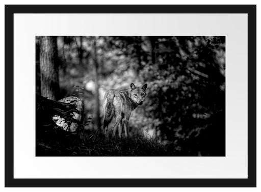Ängstlicher Wolf im Wald, Monochrome Passepartout Rechteckig 40