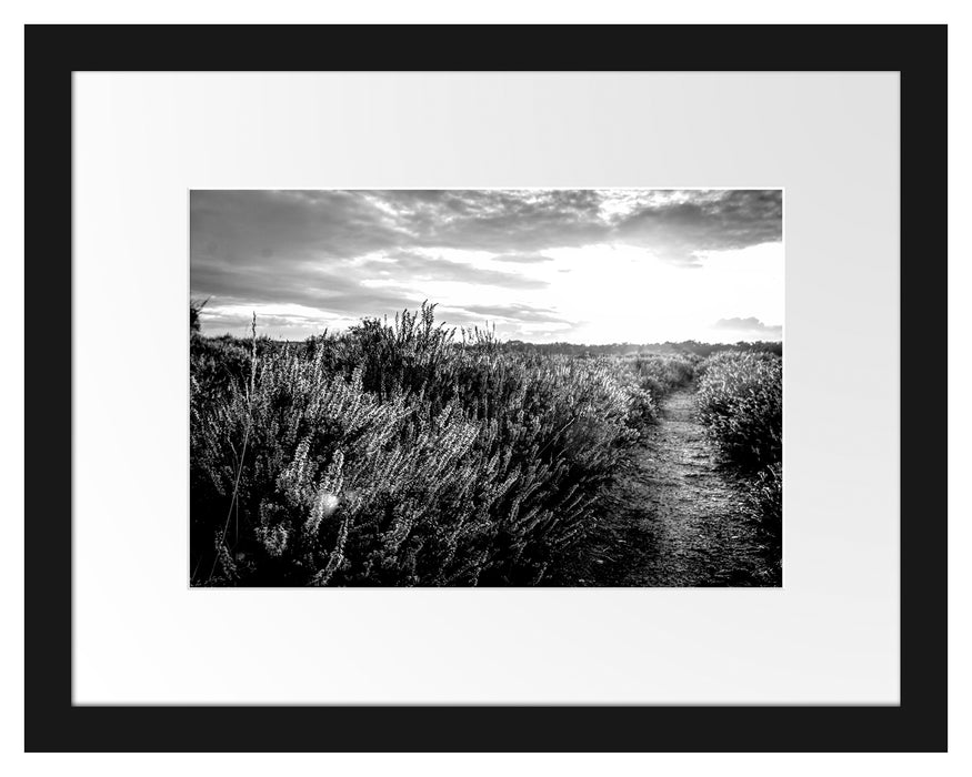 Pixxprint Lavendellandschaft bei Sonnenuntergang, Monochrome, im Galerie-Passepartout Bilderrahmen