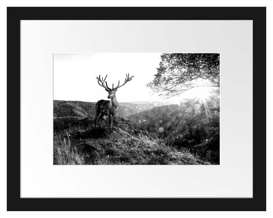 Pixxprint Anmutiger Hirsch bei Sonnenuntergang, Monochrome, im Galerie-Passepartout Bilderrahmen