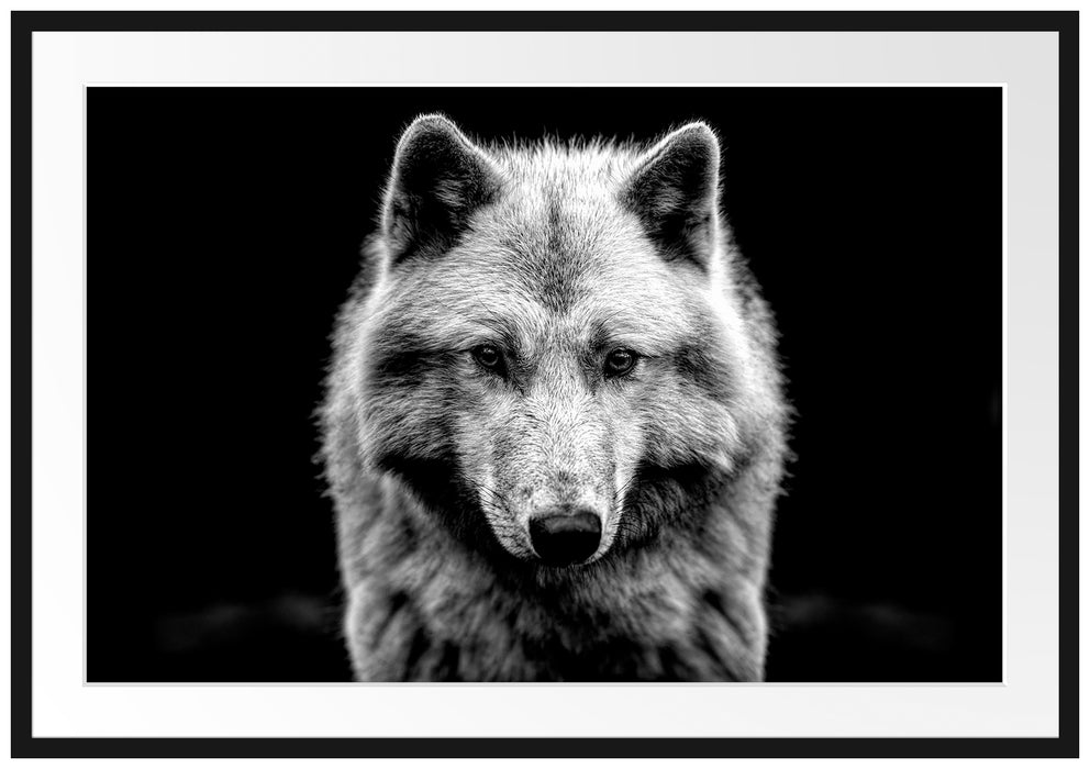 Nahaufnahme junger Polarwolf, Monochrome Passepartout Rechteckig 100