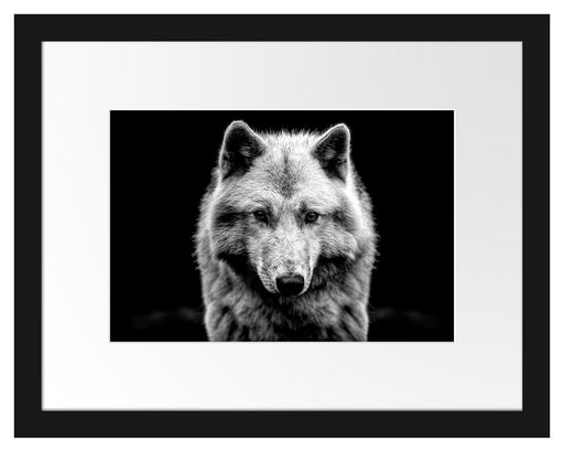 Nahaufnahme junger Polarwolf, Monochrome Passepartout Rechteckig 30