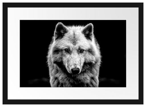 Nahaufnahme junger Polarwolf, Monochrome Passepartout Rechteckig 40
