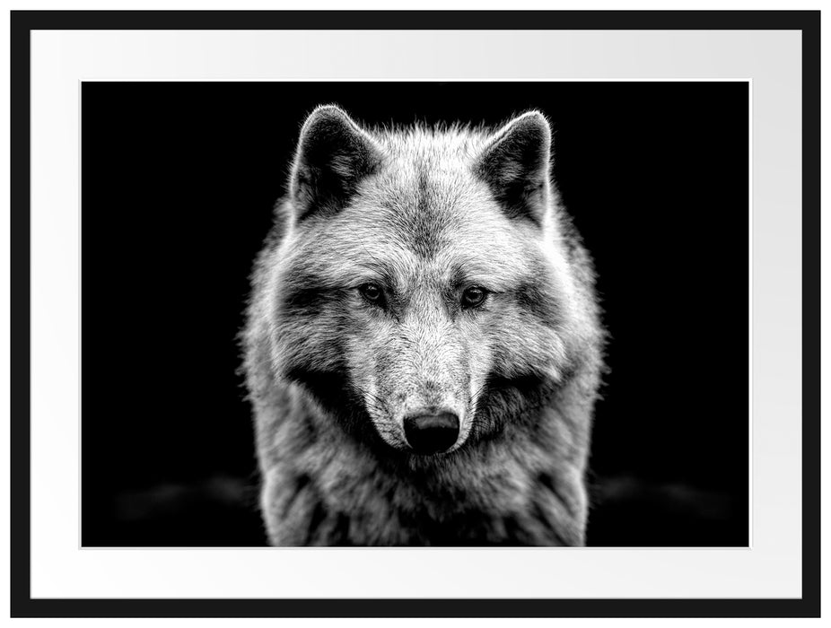 Nahaufnahme junger Polarwolf, Monochrome Passepartout Rechteckig 80