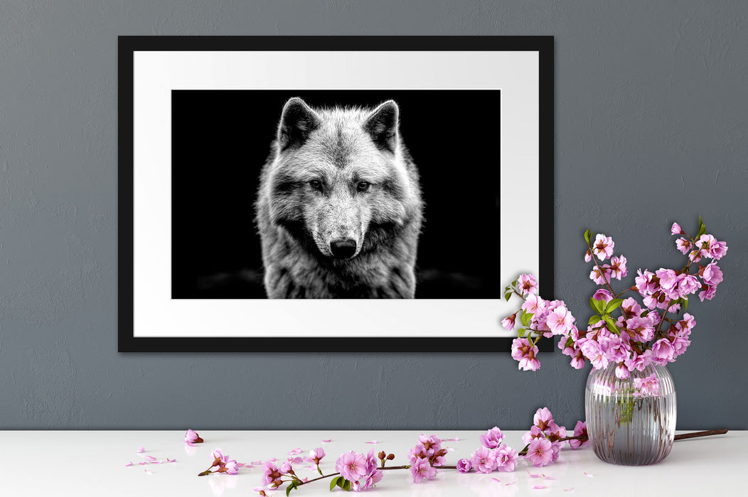 Nahaufnahme junger Polarwolf, Monochrome Passepartout Detail Rechteckig