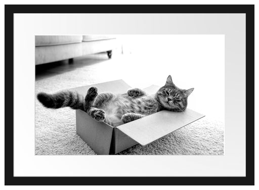 Müde Katze schläft im Karton, Monochrome Passepartout Rechteckig 40