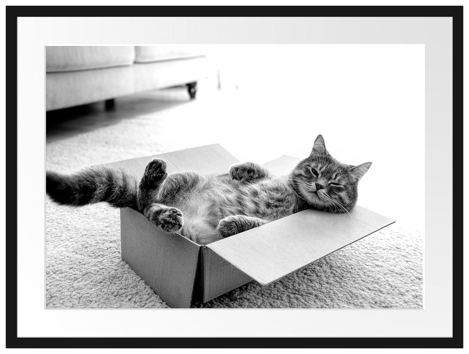 Müde Katze schläft im Karton, Monochrome Passepartout Rechteckig 80