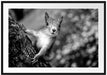 Nahaufnahme Eichhörnchen an Baumstamm, Monochrome Passepartout Rechteckig 100