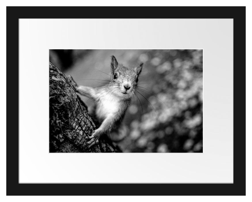 Pixxprint Nahaufnahme Eichhörnchen an Baumstamm, Monochrome, im Galerie-Passepartout Bilderrahmen