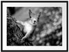 Nahaufnahme Eichhörnchen an Baumstamm, Monochrome Passepartout Rechteckig 80