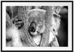 Koala schläft mit Kopf in Astgabel, Monochrome Passepartout Rechteckig 100