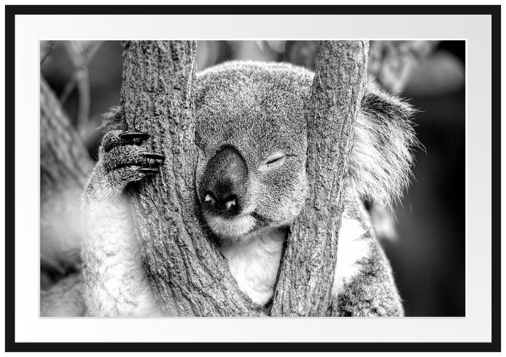 Koala schläft mit Kopf in Astgabel, Monochrome Passepartout Rechteckig 100