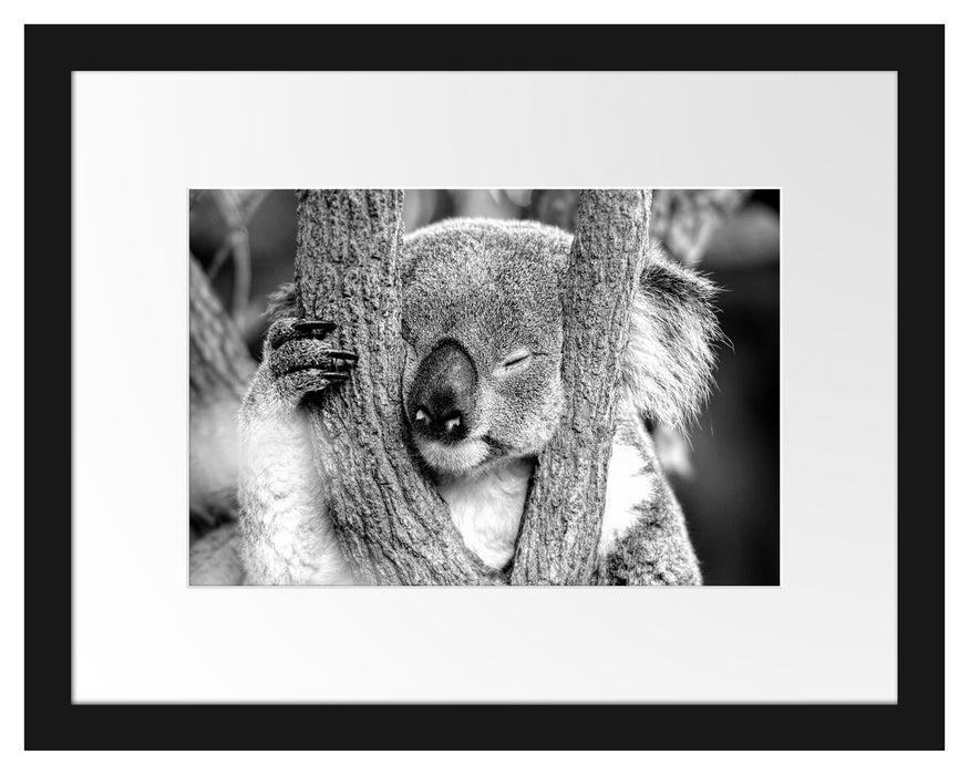 Pixxprint Koala schläft mit Kopf in Astgabel, Monochrome, im Galerie-Passepartout Bilderrahmen