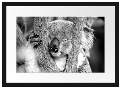Koala schläft mit Kopf in Astgabel, Monochrome Passepartout Rechteckig 40
