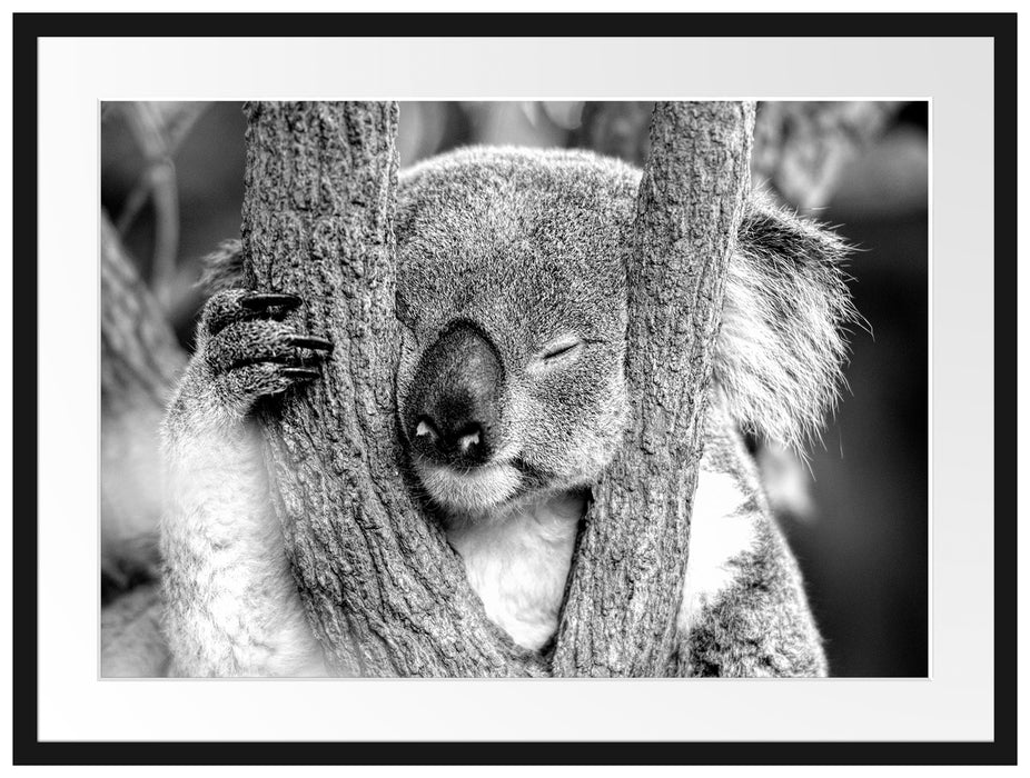 Koala schläft mit Kopf in Astgabel, Monochrome Passepartout Rechteckig 80