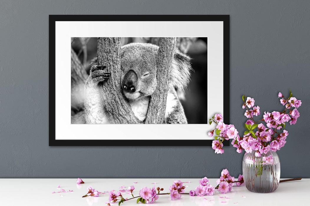Koala schläft mit Kopf in Astgabel, Monochrome Passepartout Detail Rechteckig