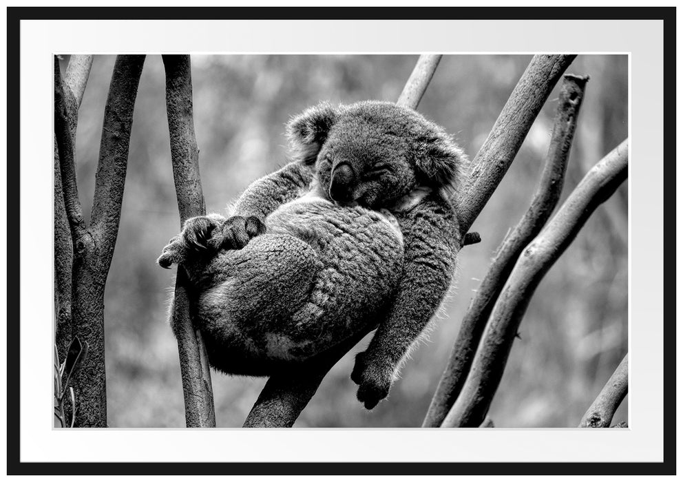 Schlafender Koala in Astgabelung, Monochrome Passepartout Rechteckig 100