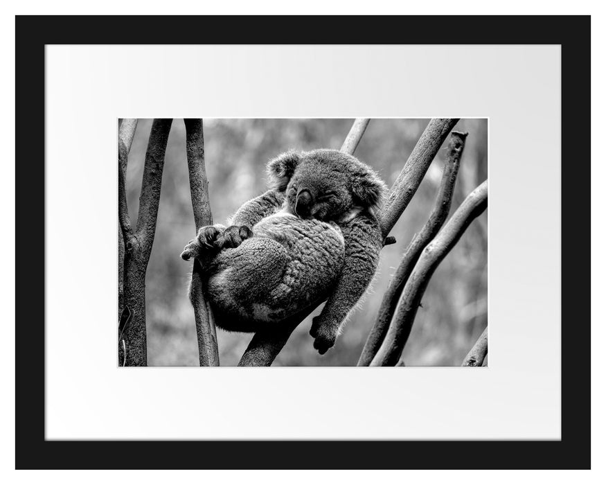 Pixxprint Schlafender Koala in Astgabelung, Monochrome, im Galerie-Passepartout Bilderrahmen