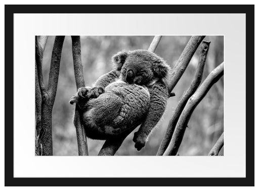 Schlafender Koala in Astgabelung, Monochrome Passepartout Rechteckig 40