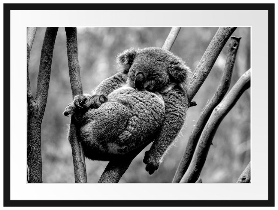 Schlafender Koala in Astgabelung, Monochrome Passepartout Rechteckig 80