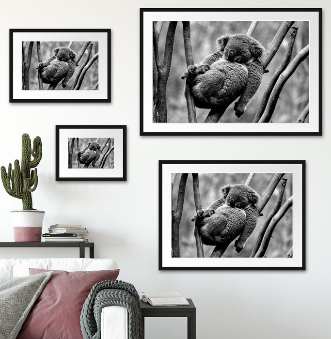 Schlafender Koala in Astgabelung, Monochrome Passepartout Wohnzimmer Rechteckig