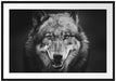 Nahaufnahme Wolf mit offener Schnauze, Monochrome Passepartout Rechteckig 100