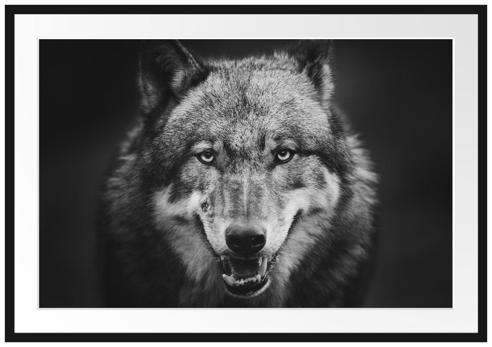 Nahaufnahme Wolf mit offener Schnauze, Monochrome Passepartout Rechteckig 100