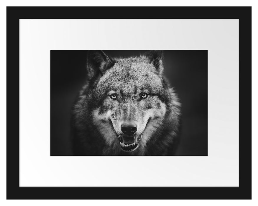 Pixxprint Nahaufnahme Wolf mit offener Schnauze, Monochrome, im Galerie-Passepartout Bilderrahmen