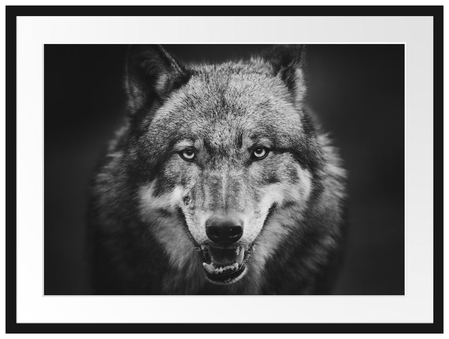 Nahaufnahme Wolf mit offener Schnauze, Monochrome Passepartout Rechteckig 80