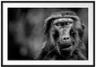 Skeptischer Affe schielt zur Seite, Monochrome Passepartout Rechteckig 100