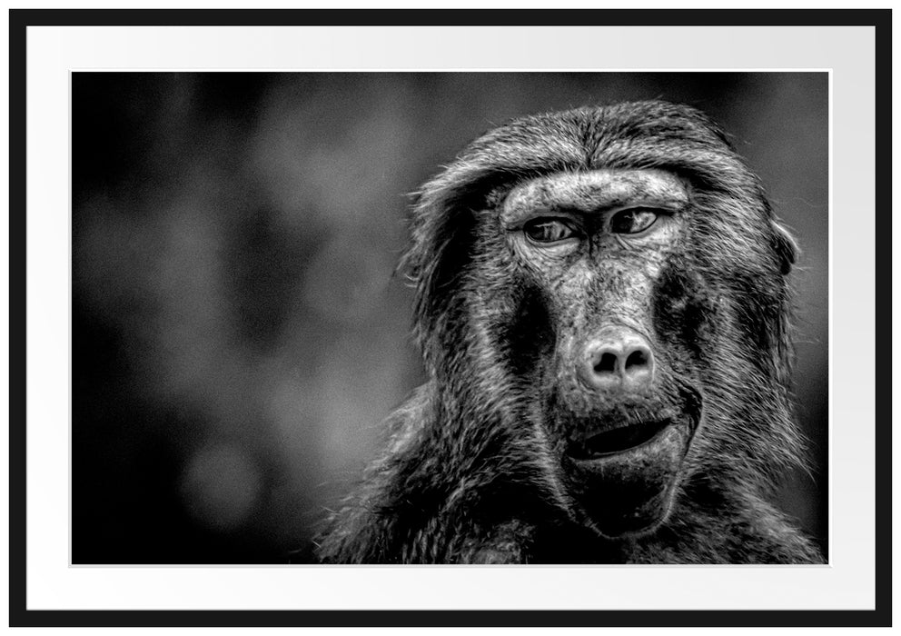 Skeptischer Affe schielt zur Seite, Monochrome Passepartout Rechteckig 100