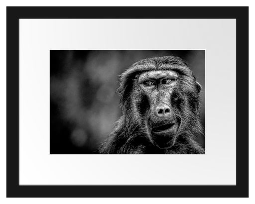 Skeptischer Affe schielt zur Seite, Monochrome Passepartout Rechteckig 30