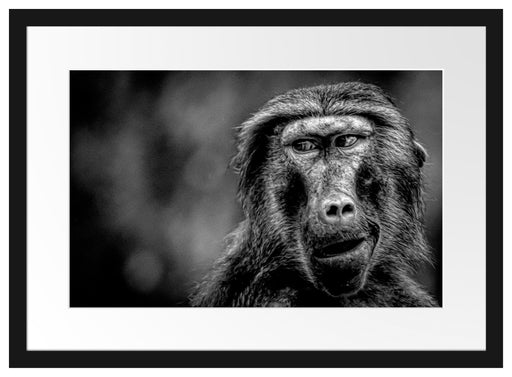 Skeptischer Affe schielt zur Seite, Monochrome Passepartout Rechteckig 40