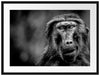 Skeptischer Affe schielt zur Seite, Monochrome Passepartout Rechteckig 80