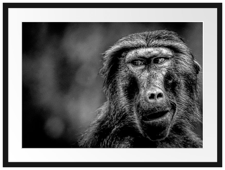 Skeptischer Affe schielt zur Seite, Monochrome Passepartout Rechteckig 80