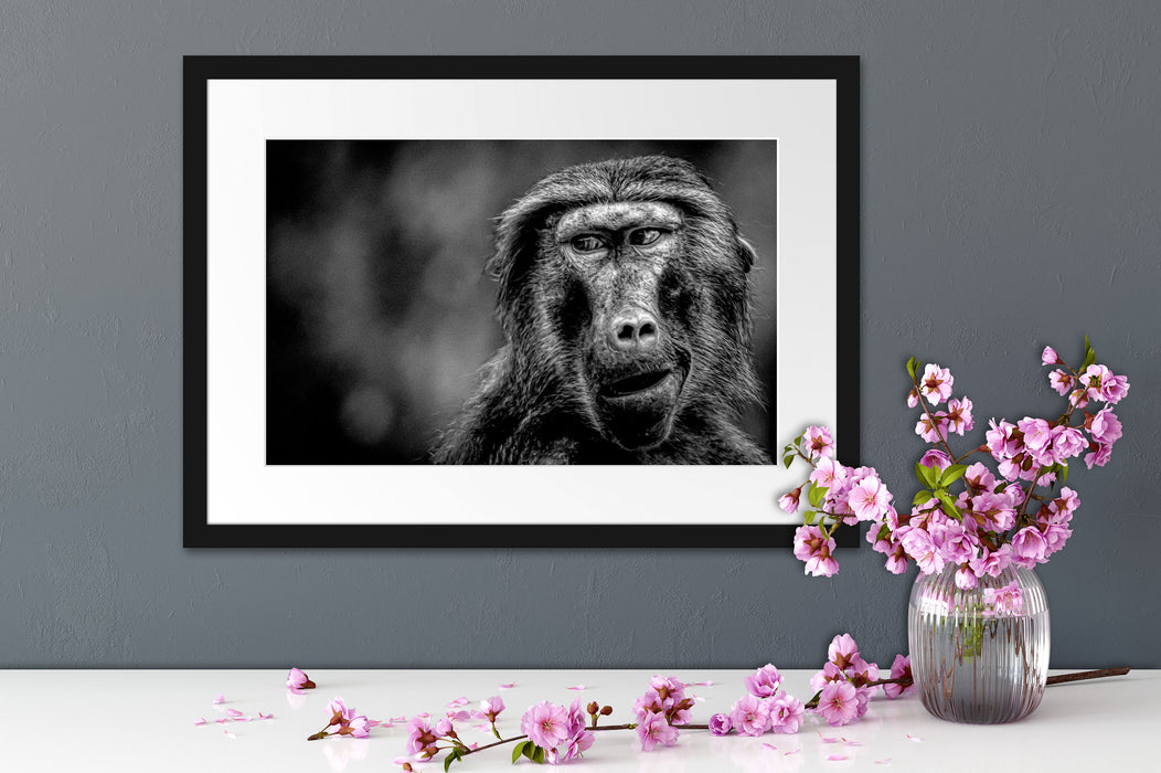 Skeptischer Affe schielt zur Seite, Monochrome Passepartout Detail Rechteckig