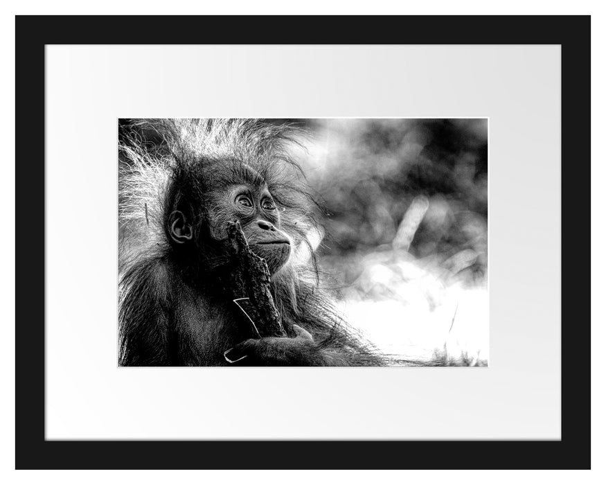 Pixxprint Orang-Utan Baby spielt mit Stock, Monochrome, im Galerie-Passepartout Bilderrahmen